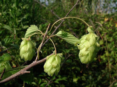 LUPPOLO (Humulus lupulus L./am. Cannabaceae) - http://luirig.altervista.org - Picture by Giuliano Salvai
