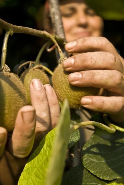 Biologico, Europarlamento, approvato il nuovo regolamento. Gli europarlamentari italiani: ‘Occasione persa, pessimo compromesso’