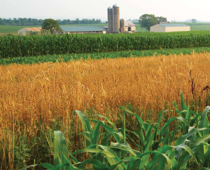 L’agricoltura biologica è produttiva come quella convenzionale, e mantiene il terreno in ottima salute