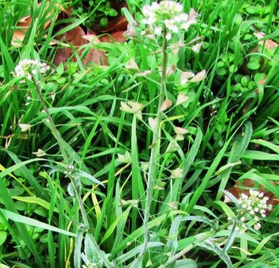 Borsa del pastore (Capsella bursa-pastoris L. fam. Cruciferae) - luirig.altervista.org  - Foto di Giorgio Faggi