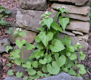 Alliaria (Alliaria petiolata) - http://luirig.altervista.org - Picture by Andrea Moro