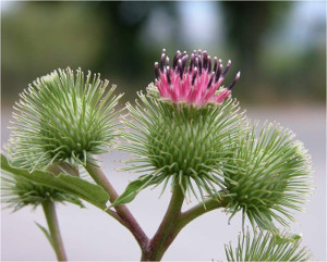 Bardana (Arctium lappa L.,fam Compositae) - http://luirig.altervista.org - Picture by Andrea Moro