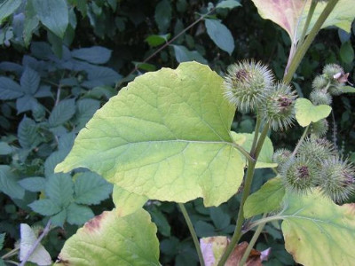 Bardana (Arctium lappa L.,fam Compositae) - http://luirig.altervista.org - Photo by Franco Rossi