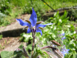 Borragine (Borago officinalis) - http://luirig.altervista.org - Picture by Andrea Moro