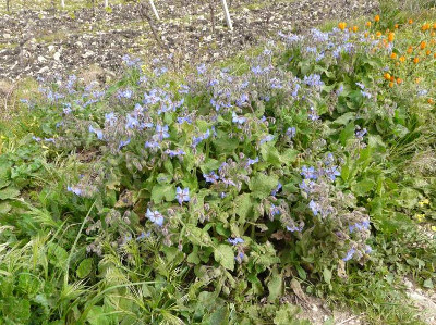 Borragine (Borago officinalis) - http://luirig.altervista.org - Picture by Andrea Moro