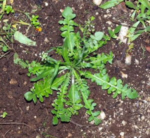 capsella_bursa-pastoris_1.jpg