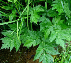 CERFOGLIO (Anthriscus cerefolium) - foto: http://luirig.altervista.org - Foto di Graziano Propetto