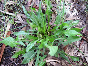 Cicoria comune (Cichorium intybus L.frirn. Asteraceae)  - http://luirig.altervista.org - Picture by Pancrazio Campagna