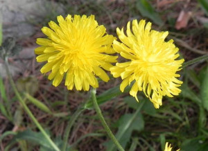 Sprella (Crepis vesicaria) - http://luirig.altervista.org - Picture by Beppe Di Gregorio