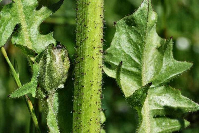 Sprella (Crepis vesicaria) -  http://luirig.altervista.org - Picture by Enzo De Santis