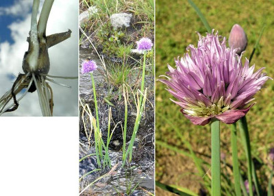 Erba cipollina (Allium schoenoprasum) - http://luirig.altervista.org - Picture by Andrea Moro