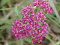 Achillea - Achillea millefolium