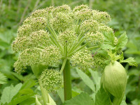 Angelica - Angelica archangelica