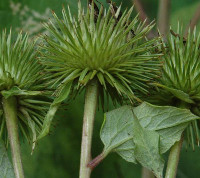 Bardana - Arctium lappa