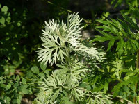 Assenzio - Artemisia absinthium