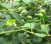 Cappero - Capparis spinosa