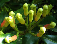 Chiodi di garofano - Eugenia caryophyllata