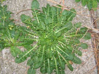 Cicoria comune - Cichorium intybus