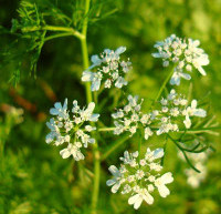 Coriandolo - Coriandrum sativum