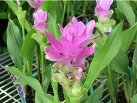 Curcuma - Curcuma longa