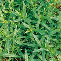 Dragoncello - Artemisia dracunculu