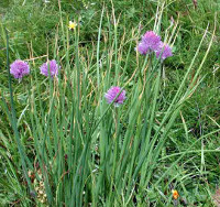 Erba cipollina - Allium schoenoprasum