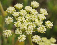 Erba San Pietro/1 - Crithmum maritimum