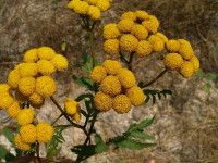 Erba di San Pietro/2 - Tanacetum vulgare