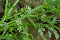 Erba stella - Alchemilla vulgaris