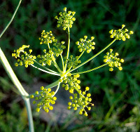 Finocchio selvatico - Foeniculum vulgare