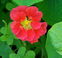 Fiore di Nasturzio - Tropaeolum majus