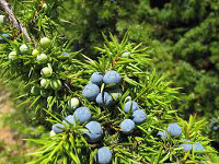 Ginepro - Juniperus communis