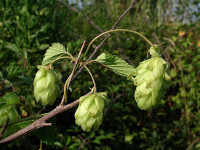 Luppolo - Humulus lupulus