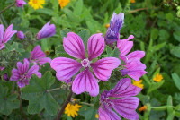 Malva - Malva silvestris