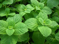 Menta - Mentha piperita