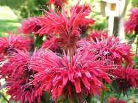 Monarda - Monarda citriodora