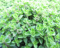 Origano - Origanum vulgare