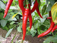 Peperoncino - Capsicum annuum