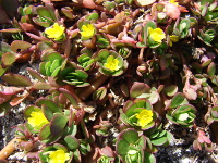 Portulaca - Portulaca oleracea