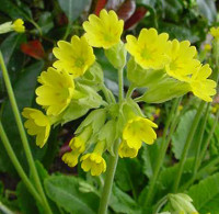 Primula - Primula spp.