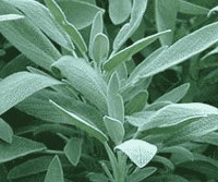 Salvia - Salvia officinalis