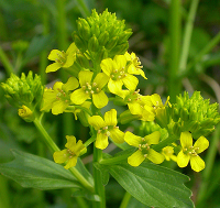 Senape - Sinapis alba