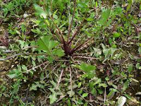 Sprella - Crepis vesicaria ssp. Tarataci/olia