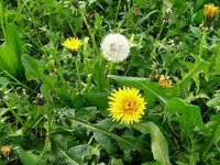 Tarassaco - Taraxacum officinali