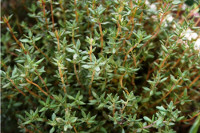 Timo - Thymus vulgaris; Thymus serpyllum