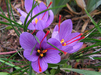 Zafferano - Crocus sativus