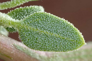 Farinaccio (Chenopodium album) foto Patrizia Ferrari - http://luirig.altervista.org