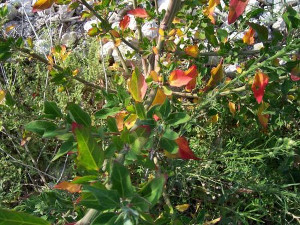 Farinaccio (Chenopodium album) - foto:http://luirig.altervista.org