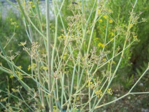 Finochiella selvatica (Myrrhis odorata ) - foto:http://luirig.altervista.org