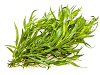 Dragoncello (Artemisia dracunculus)